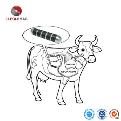 Magnet céramique U-POLEMAG revêtu d'acier inoxydable pour améliorer la santé et les performances des vaches