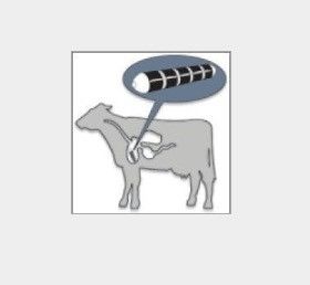 Magnet céramique U-POLEMAG revêtu d'acier inoxydable pour améliorer la santé et les performances des vaches
