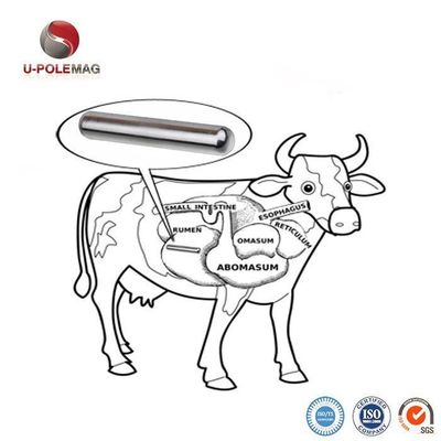Augmenter la production bovine avec 72,5 g de pilule magnétique composite AlNiCo 5